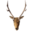 Deer trophy