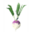 Turnip
