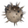 Pufferfish