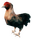 Hen
