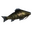 Giant herring